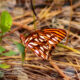 Gulf Fritillaries are Some Really Colorful Butterflies
