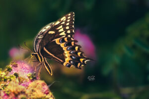 A Palamedes swallowtail butterfly feeds from a cluster of mimosa flowers.