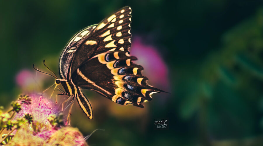 A Palamedes swallowtail butterfly feeds from a cluster of mimosa flowers.