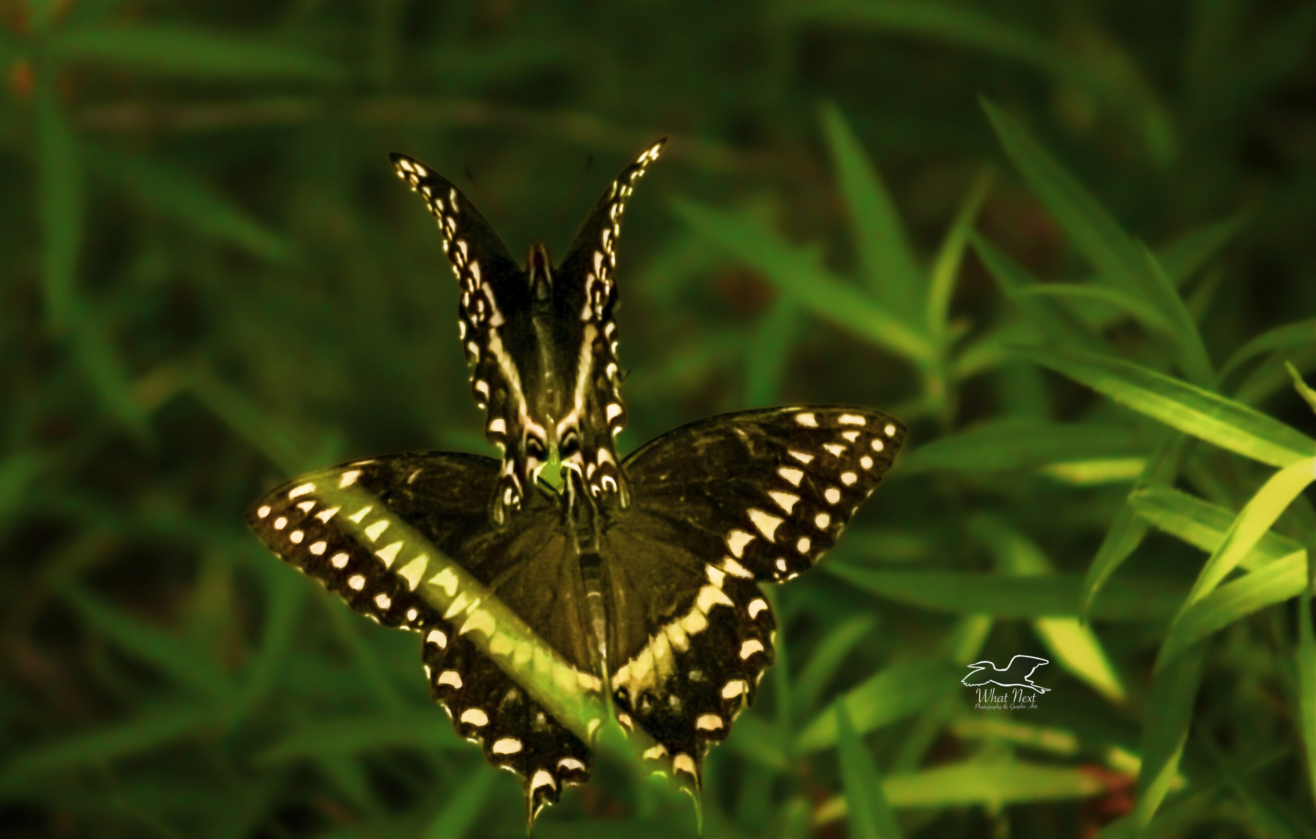 Colorful Palamedes Swallowtail Butterflies Can be Part of an ...