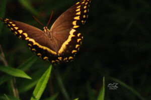 A Palamedes swallowtail flutters through an area of light underneath the trees.