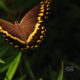 Photographing Butterflies in the Woods Can Give You Amazing Light