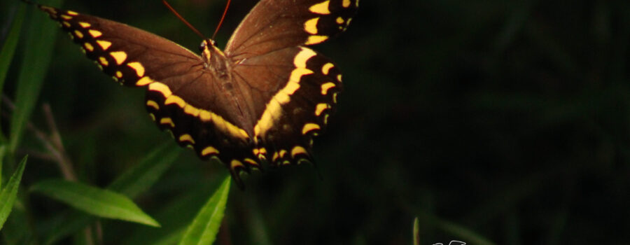 A Palamedes swallowtail flutters through an area of light underneath the trees.