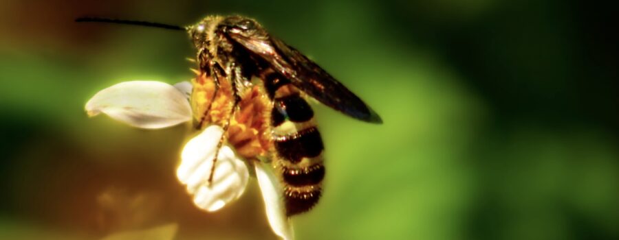 This brown winged sweat bee was very busy feeding on and pollinating all the blackjack flowers.