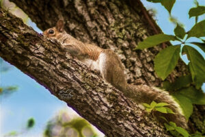 A young eastern grey squirrel tries to blend in with the tree branch he’s resting on.