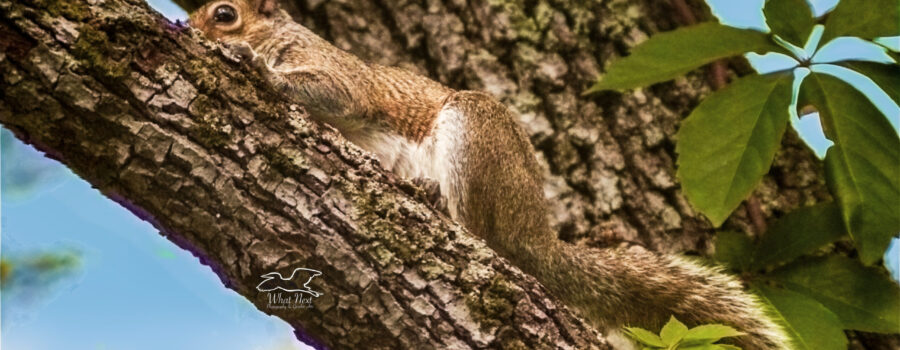 A young eastern grey squirrel tries to blend in with the tree branch he’s resting on.