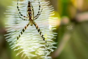 A black and yellow garden spider hangs in the elaborate stabilimentum of her web.