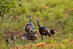 Female wild turkeys tend to group together and watch out for all the poults.