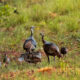 Wild Turkeys Love Living in the Florida Woods