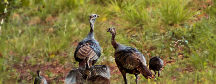 Female wild turkeys tend to group together and watch out for all the poults.