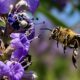 Most Honeybees Really Love Colorful Flowering Trees