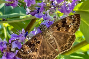 A Horace’s duskywing butterfly feeds on the nectar of the beautiful purple flowers of a chaste tree.