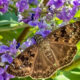 Horace’s Duskywing is One of the Beautiful Pollinators that Love Chaste