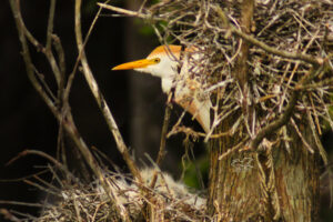 An adult cattle egret stands guard over a nest of small nestlings.