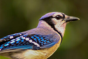A beautifully colorful blue jay is seen in profile.