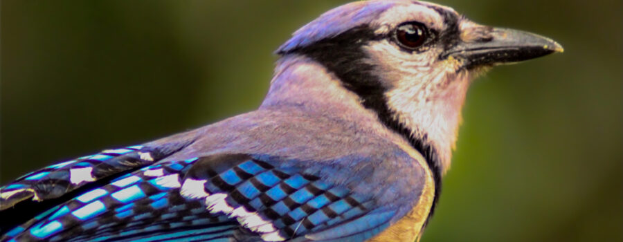 A beautifully colorful blue jay is seen in profile.