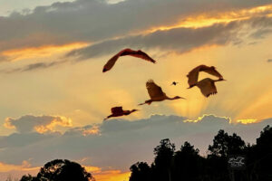 A small group of white ibis head towards their evening roost at the end of the day.