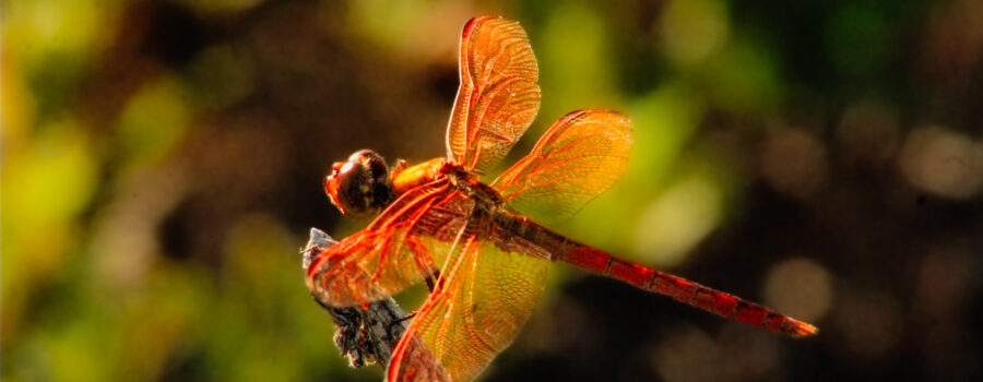 This male golden winged skimmer was catching the afternoon light in a way that made his reddish orange color just glow.