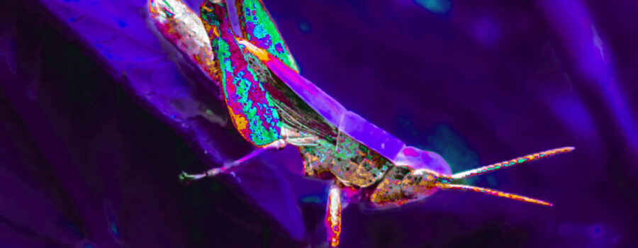 A photo of a small grasshopper has been redone in shades of Violet, blue, and pink.