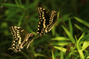 A pair of Palamedes swallowtail butterflies participate in a ritual mating flight that involves chasing one another.