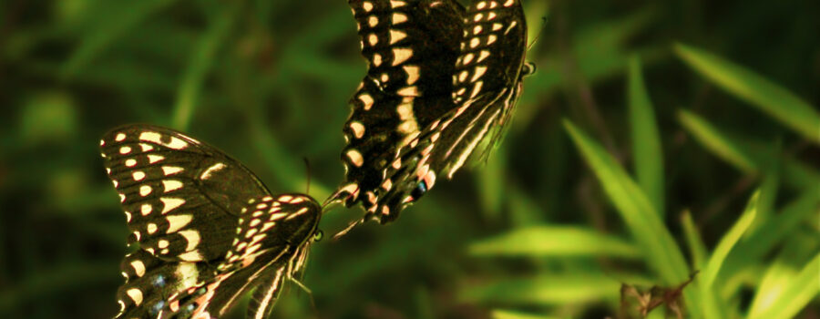 A pair of Palamedes swallowtail butterflies participate in a ritual mating flight that involves chasing one another.