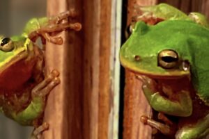 A little green tree frog looks at his own image in a mirror.