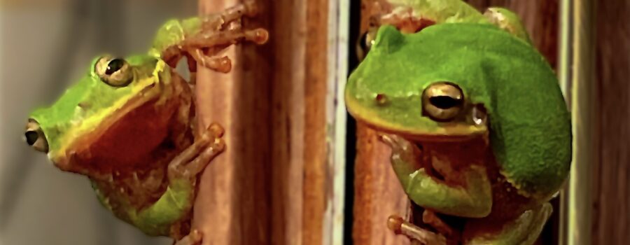 A little green tree frog looks at his own image in a mirror.