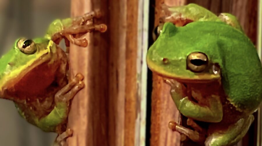 A little green tree frog looks at his own image in a mirror.