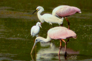 Two roseate spoonbills and two egrets are all in a group hunting for food in a pond.