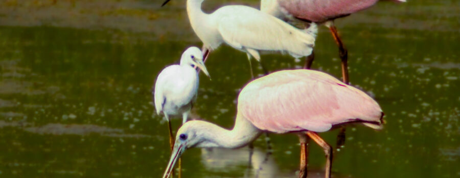 Two roseate spoonbills and two egrets are all in a group hunting for food in a pond.