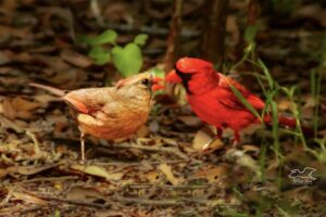 Poppa cardinal feeds Momma a couple of seeds as a gesture of his love.
