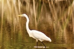 A great egret stalks through the pond water in search of fish.