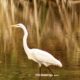 The Great Egret is an Incredible, Patient Hunter