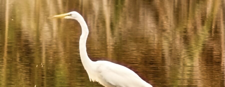 A great egret stalks through the pond water in search of fish.