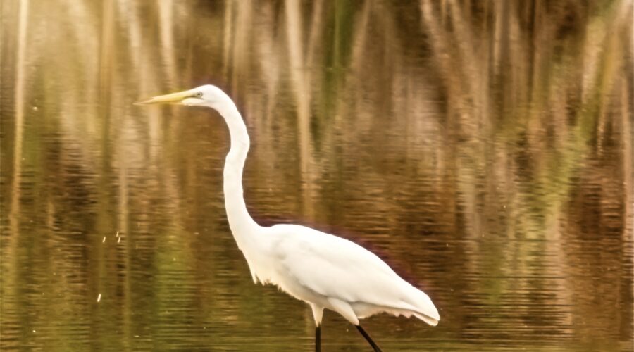 A great egret stalks through the pond water in search of fish.