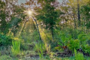 The early morning sun shines through the trees in a pine and oak forest.