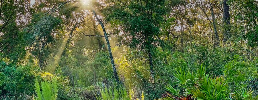 The early morning sun shines through the trees in a pine and oak forest.