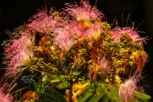 A group of mimosa flowers looks somewhat like pink, downy feathers.