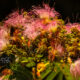 The Colorful Mimosa Flower Were Touched by Dry Weather