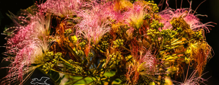 A group of mimosa flowers looks somewhat like pink, downy feathers.