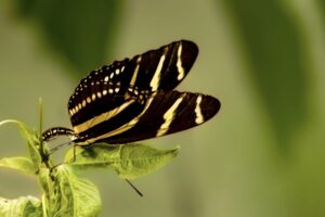 A zebra longwing butterfly deposits her egg on a passion fruit vine.