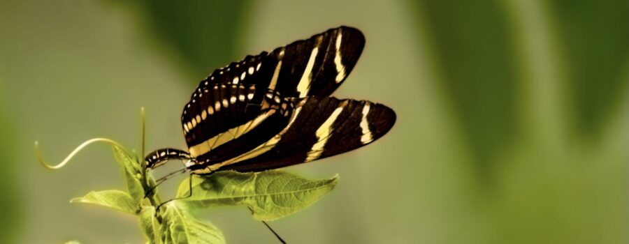 A zebra longwing butterfly deposits her egg on a passion fruit vine.