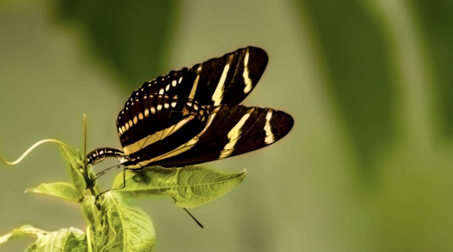 A zebra longwing butterfly deposits her egg on a passion fruit vine.