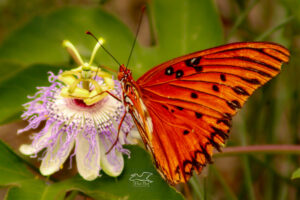 A gulf fritillary butterfly has a drink of nectar from a passion fruit flower.