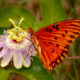 Gulf Fritillary Butterflies Love Colorful Passion Fruit Flowers