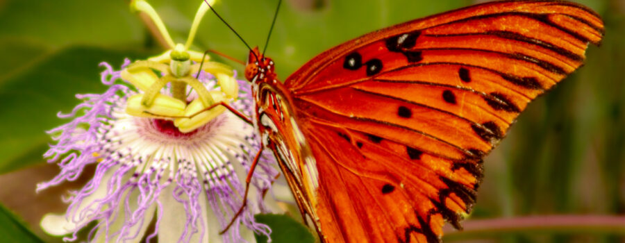 A gulf fritillary butterfly has a drink of nectar from a passion fruit flower.