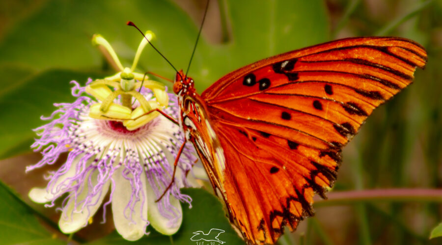 A gulf fritillary butterfly has a drink of nectar from a passion fruit flower.