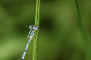 A male familiar bluet damselfly perches on a grass stem.