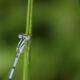 The Tiny and Beautiful Male Familiar Bluet is Quite Colorful