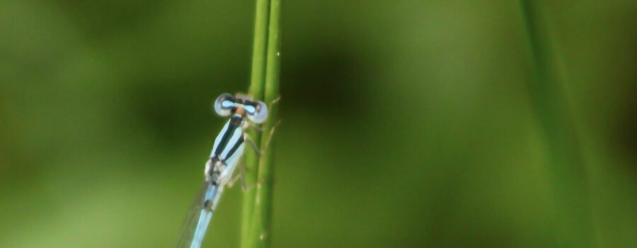 A male familiar bluet damselfly perches on a grass stem.